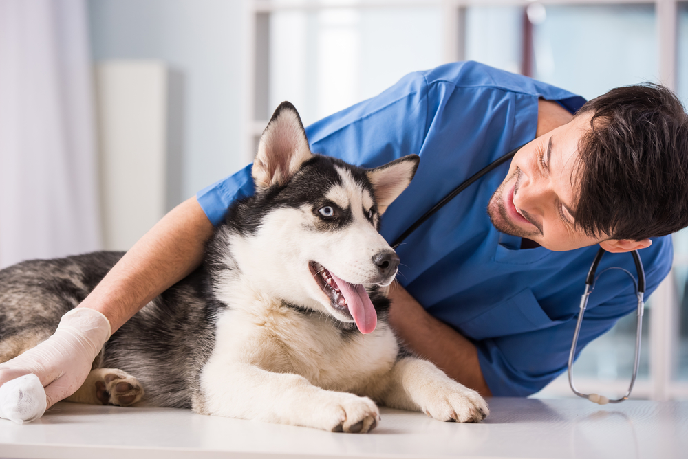 how much does it cost to take dog to emergency vet