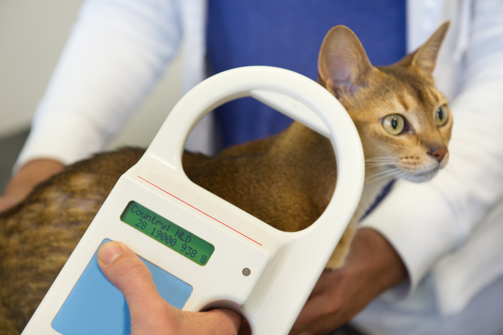 Vet checking for a cat's microchip