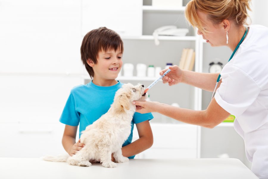 How to Give Your Dog Medicine Dr. Phillips Animal Hospital