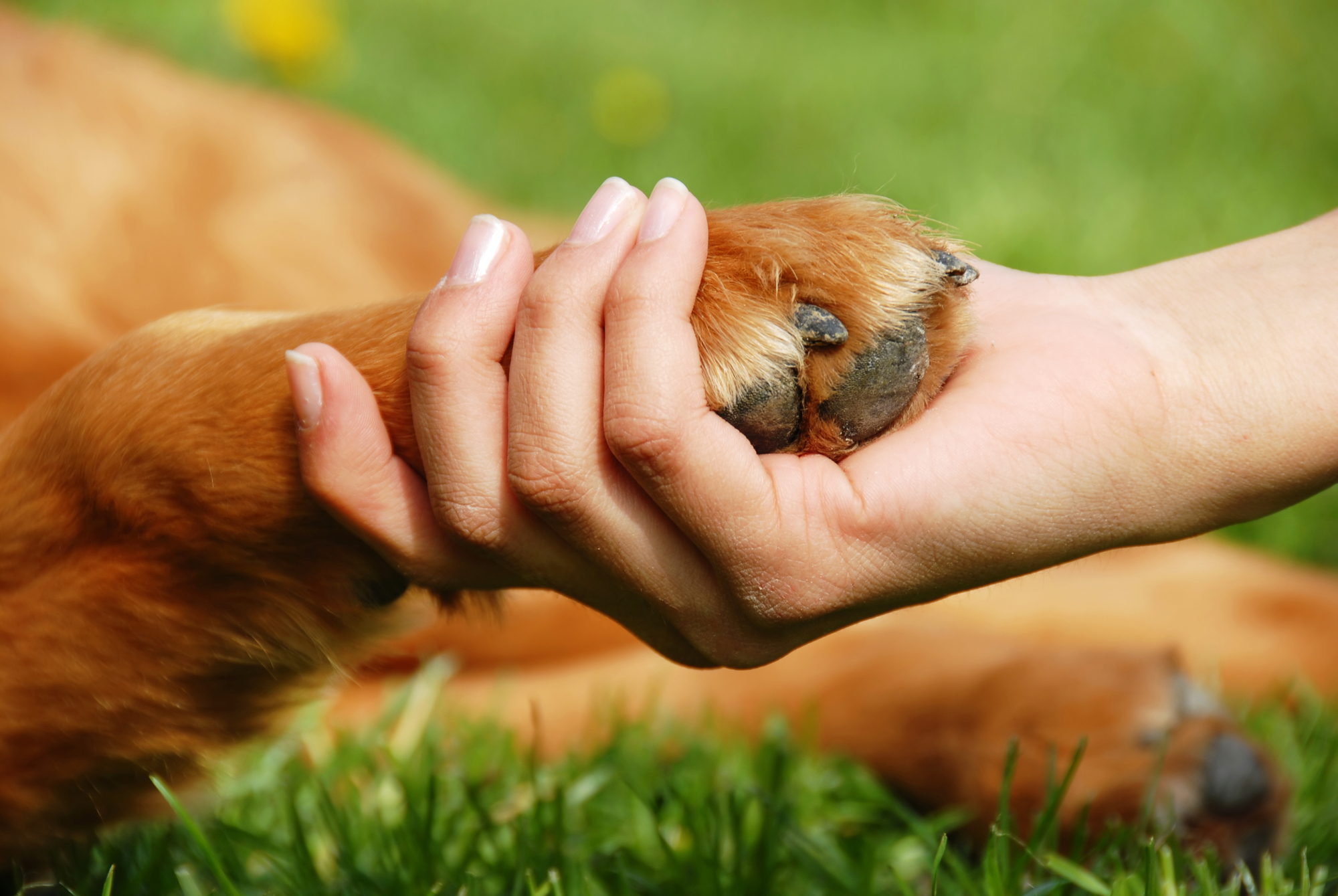 Why does my dog lick and bite his/her paws? Dr. Phillips Animal Hospital