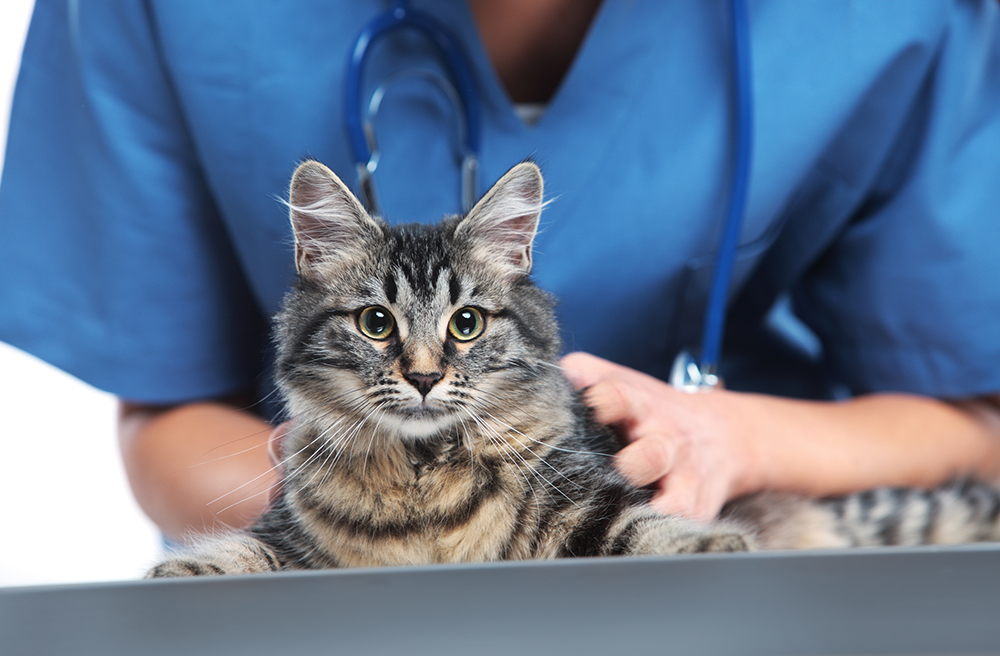 Do Cats Need Heartworm Prevention