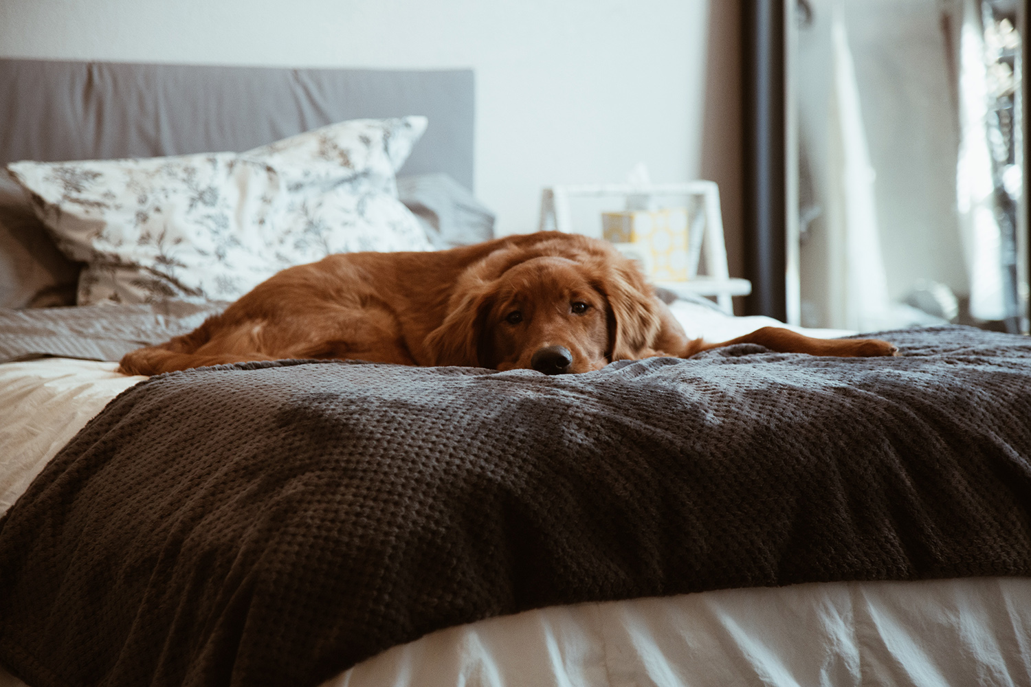  Golden retriever couché sur le lit 