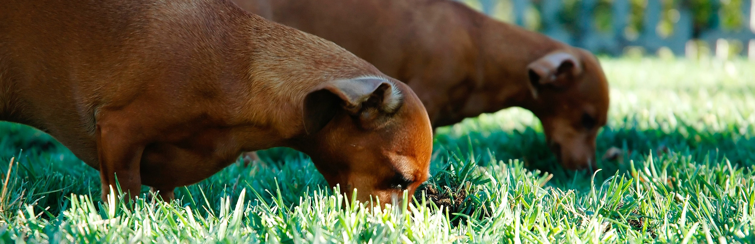 Two brown dachshunds eating grass