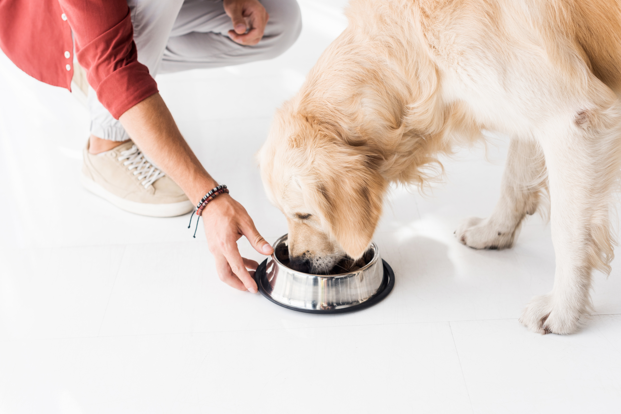 How long can dogs go without food when sick