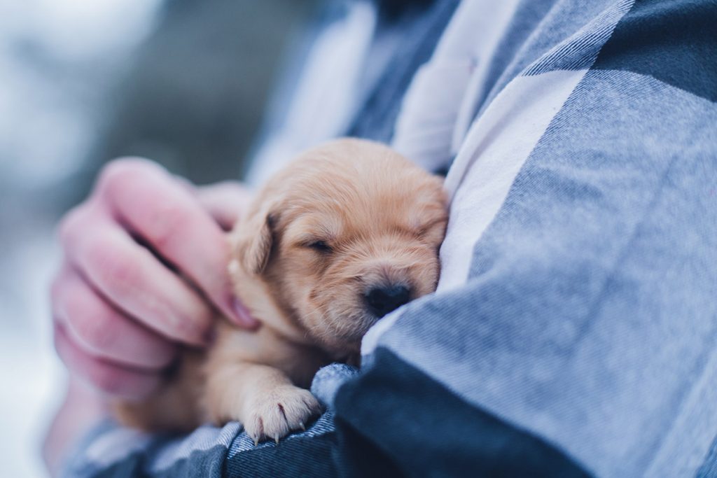 Tiny puppy being held