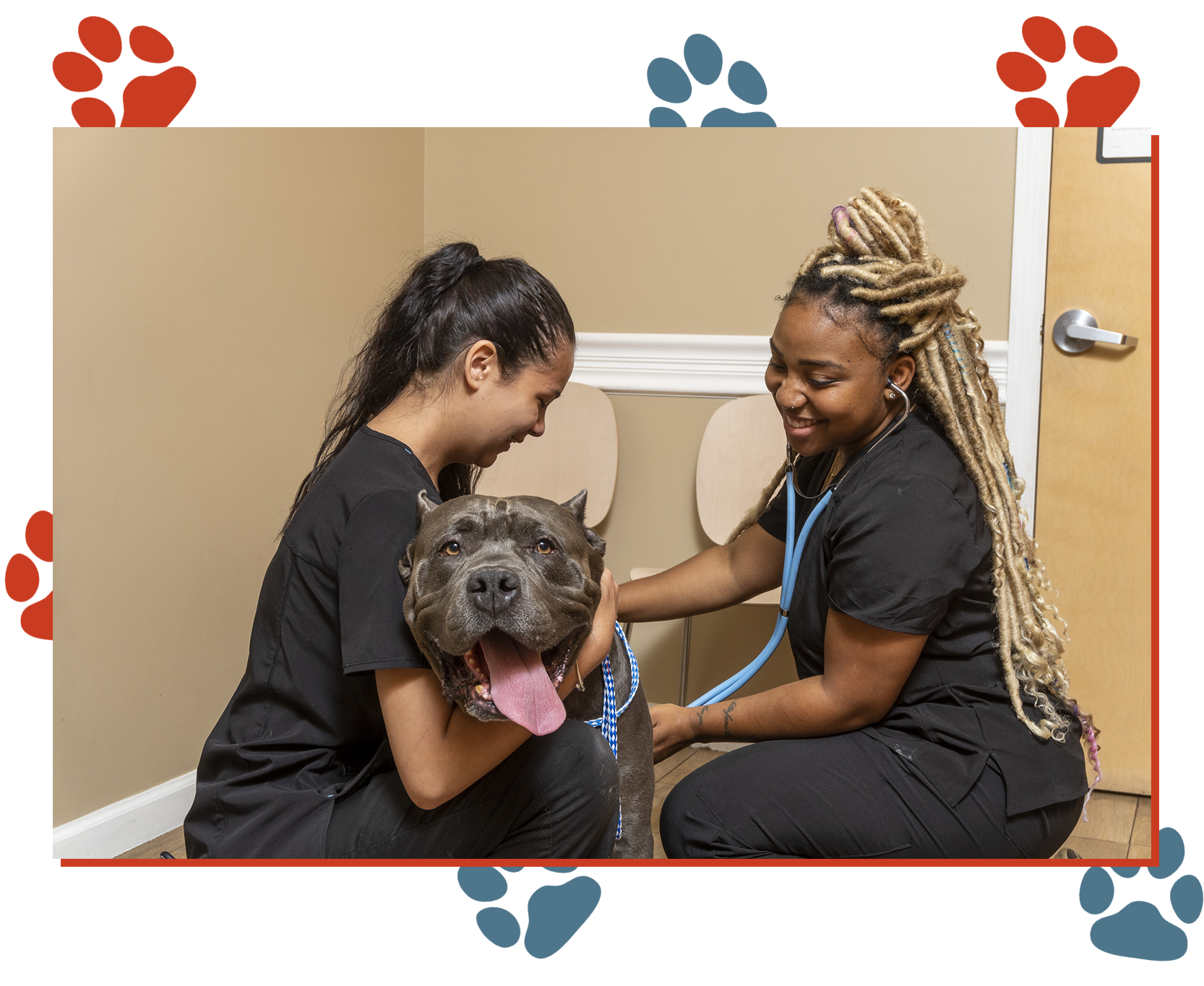 Dr Phillips Animal Hospital Services