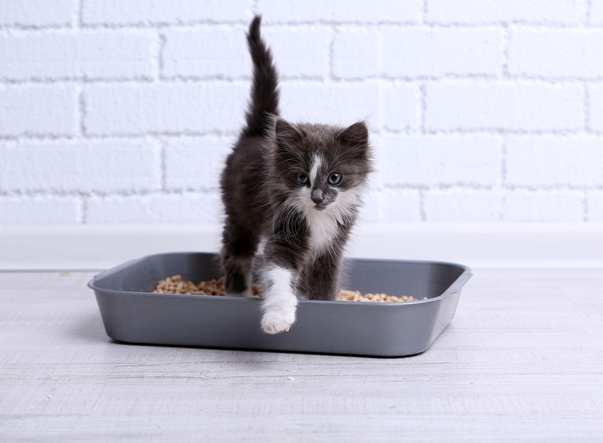 What can i use as 2025 a litter box for kittens