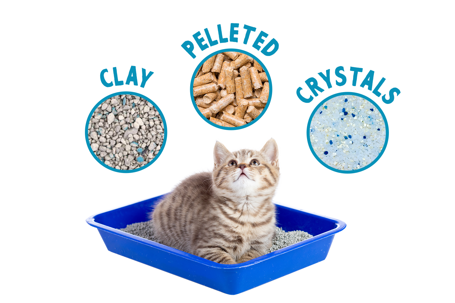 Can you use 2025 clumping litter for kittens