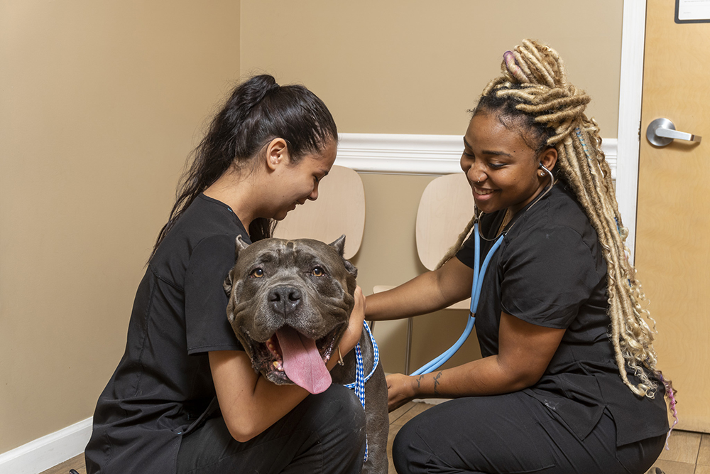 Two vet techs working with dog