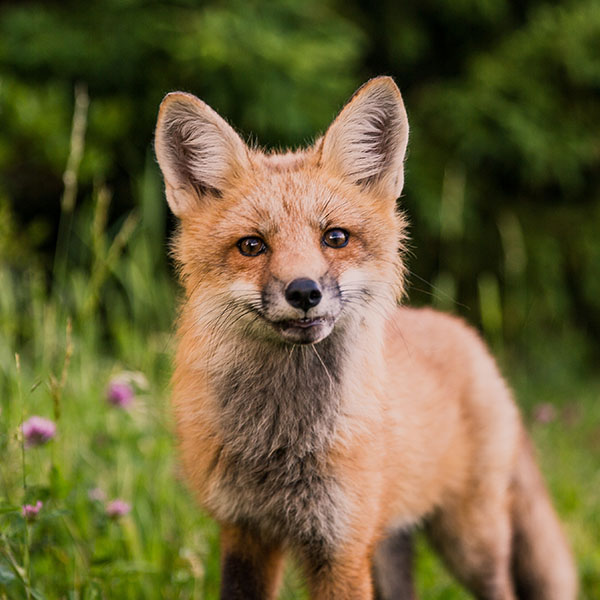 Fox