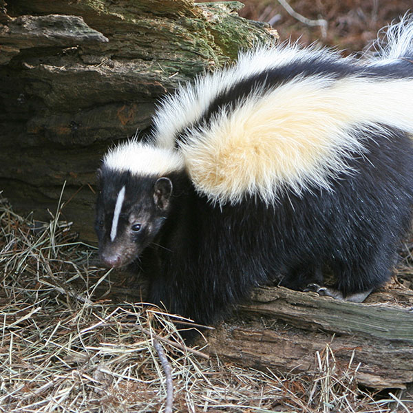 Skunk