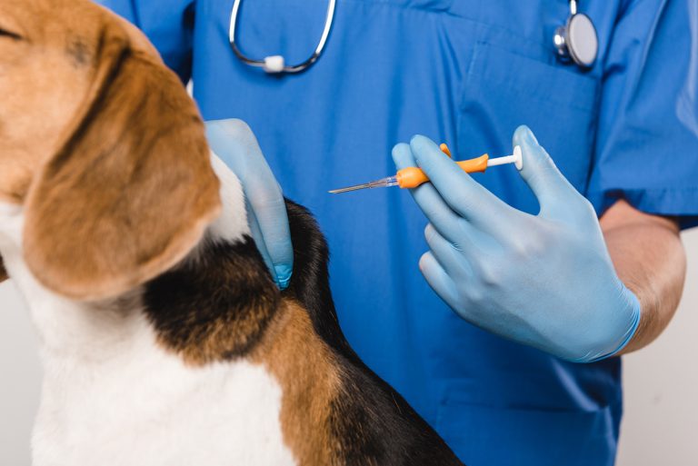 Should You Microchip Your Pet?