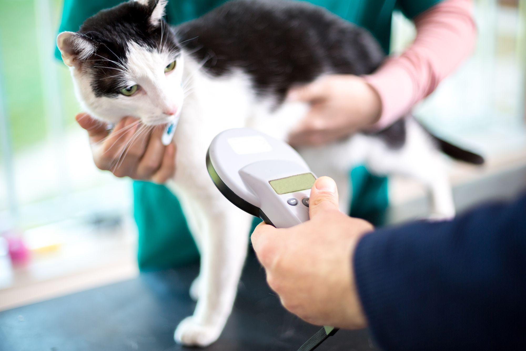 Cat being scanned for microchip