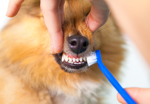 Brushing dogs teeth