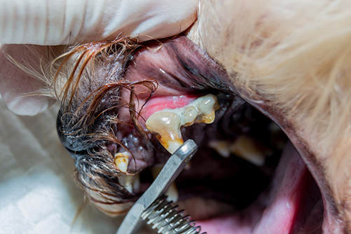 Plaque on dog teeth with mouth infection