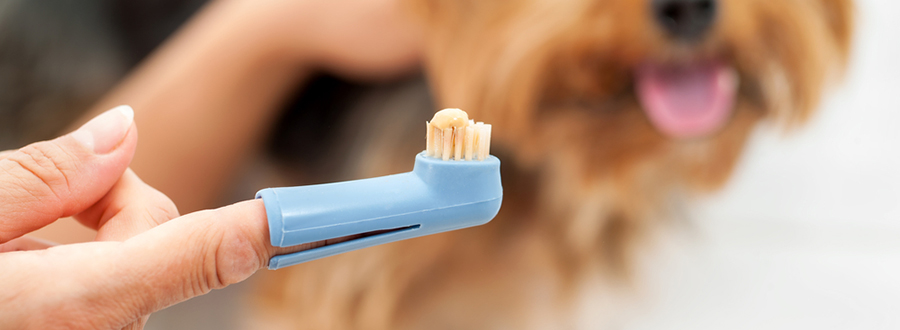 How Best To Clean Your Dog s Teeth