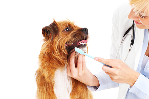 Getting ready to brush dog's teeth