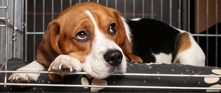 Beagle in crate