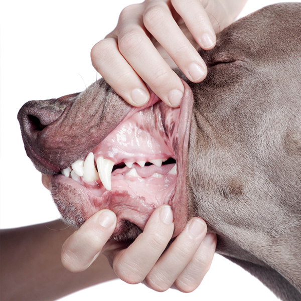 Dental care