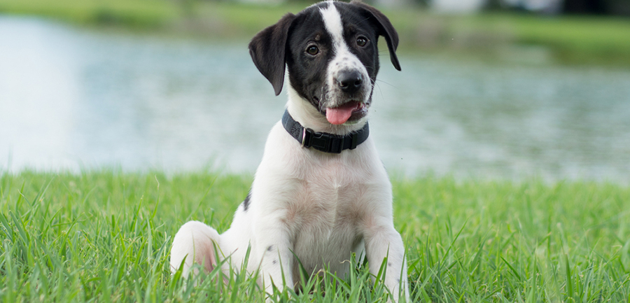 Your Comprehensive Guide to Crate Training a Dog