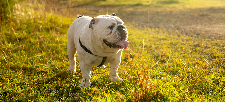 Bulldog in field