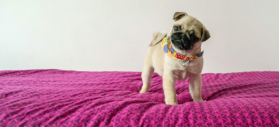 Puppy on bed