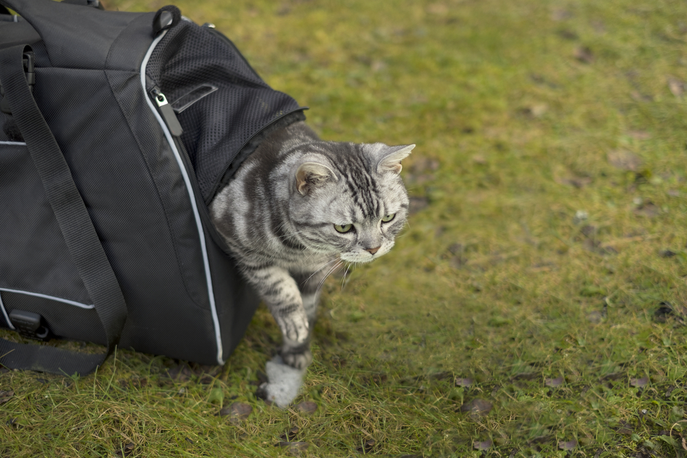 Cat walking out of bag