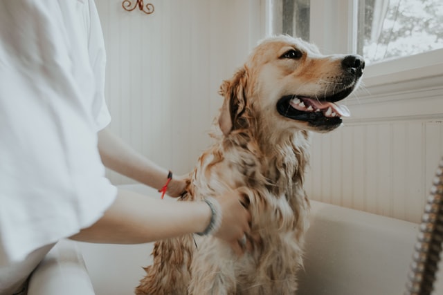 Dog getting a bath in a bathtub