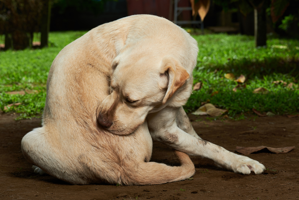 can you see flea bites on dogs