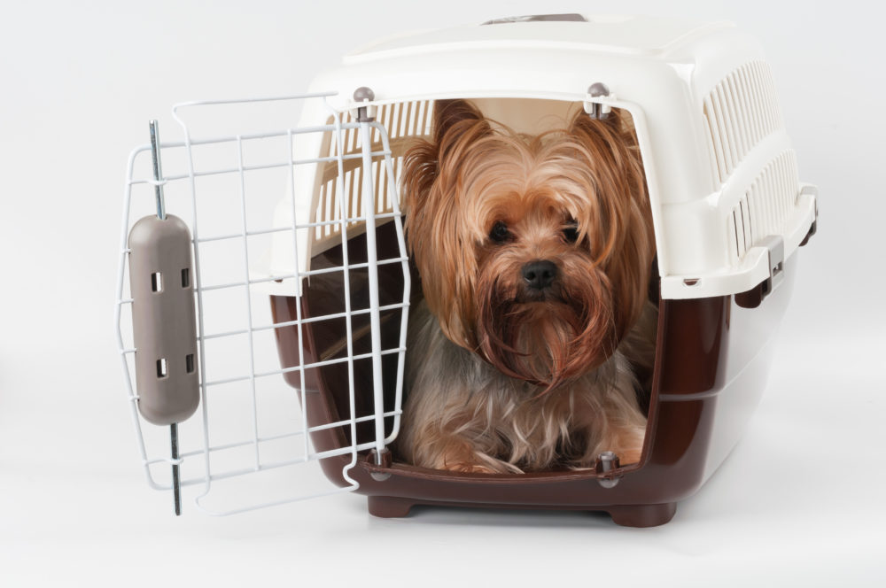 Dog in a pet carrier for travel