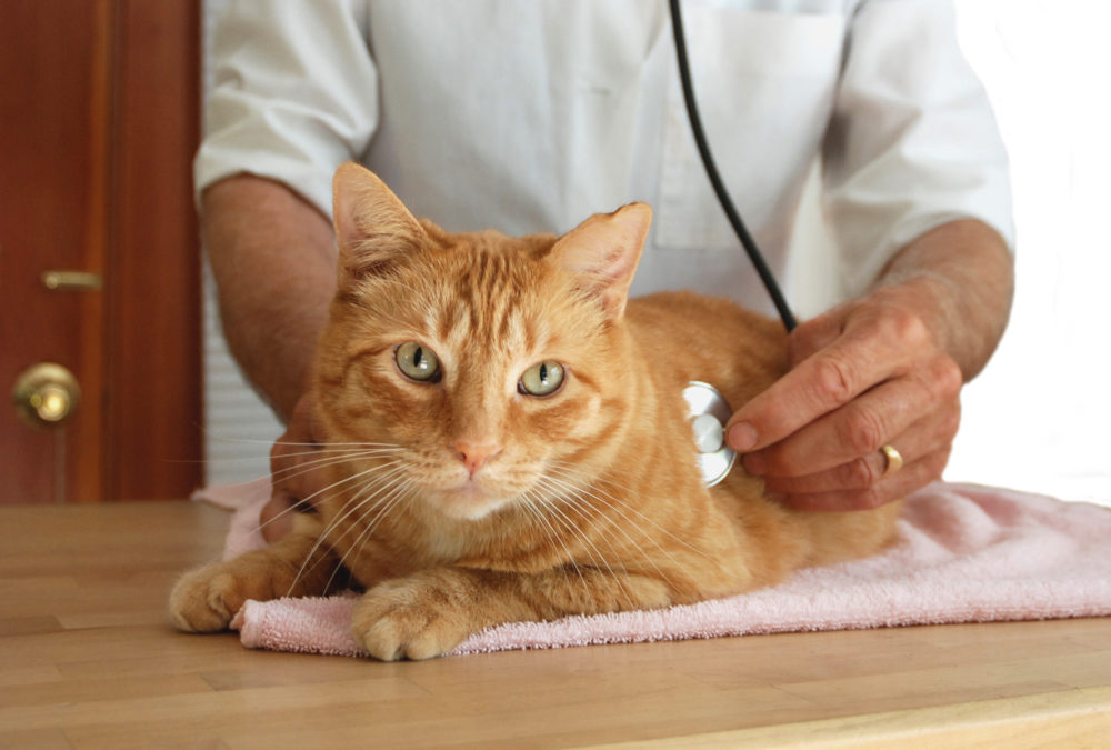  A cat at a vet’s office with a vet using a stethoscope to listen to the cat’s heart