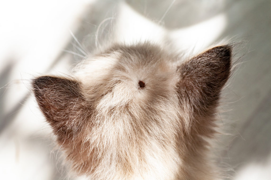 Kitten with a tick on its head