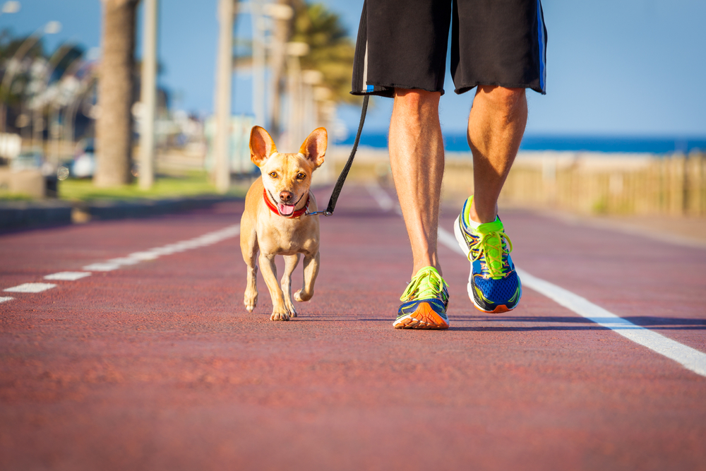 Owner walking a dog on a leash