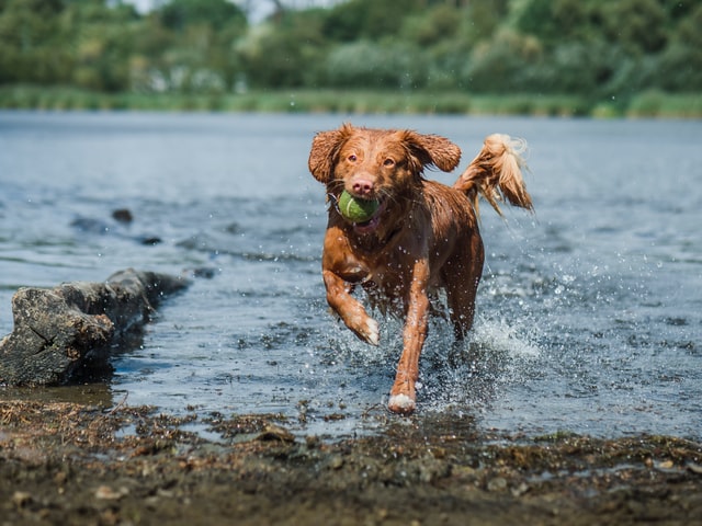 Active dog fetching a ball from a lake