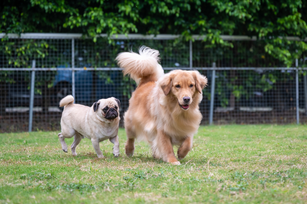 Two dogs interacting at a dog park