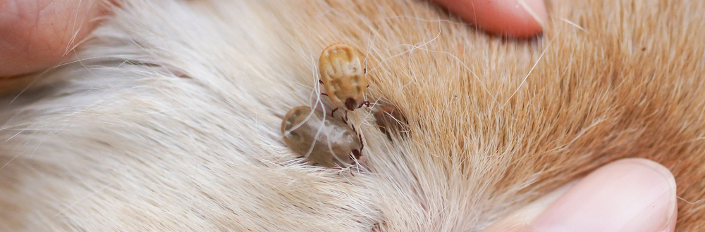 Ticks biting and sucking blood from a dog