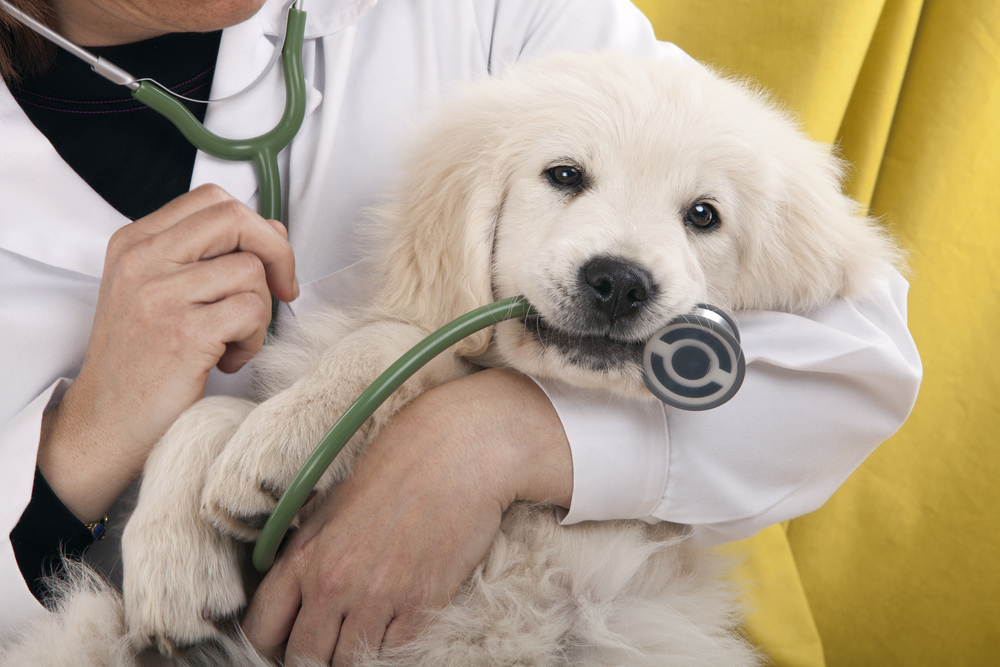 Puppy playing with stethoscope