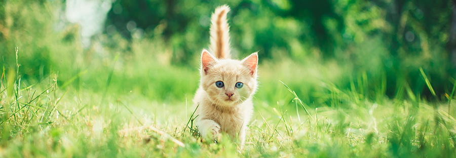 Kitten running through grass