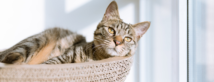 Senior cat in cat scratcher basket
