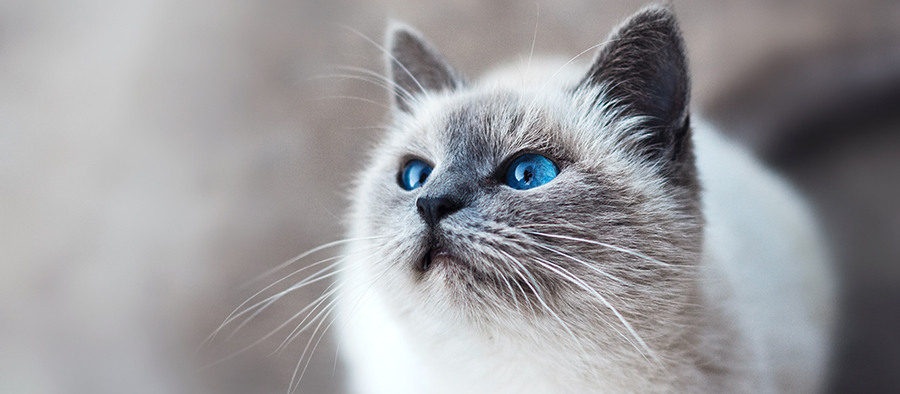 Young cat with blue eyes
