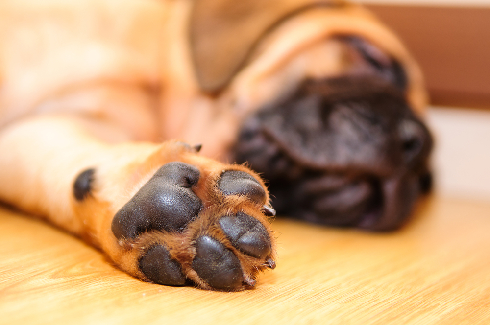 Puppy licking store and biting paws