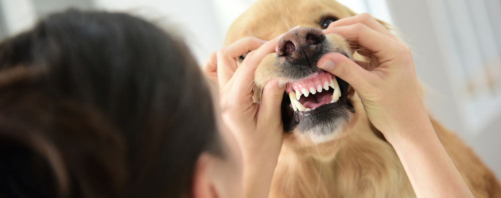 Dog having teeth checked