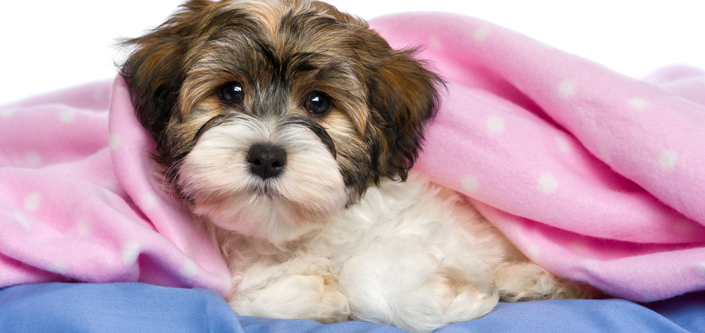 Cute puppy with pink blanket