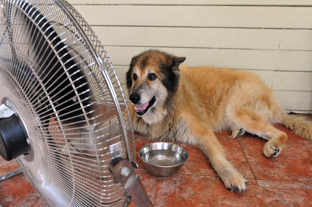 how long does heat stroke last for dogs