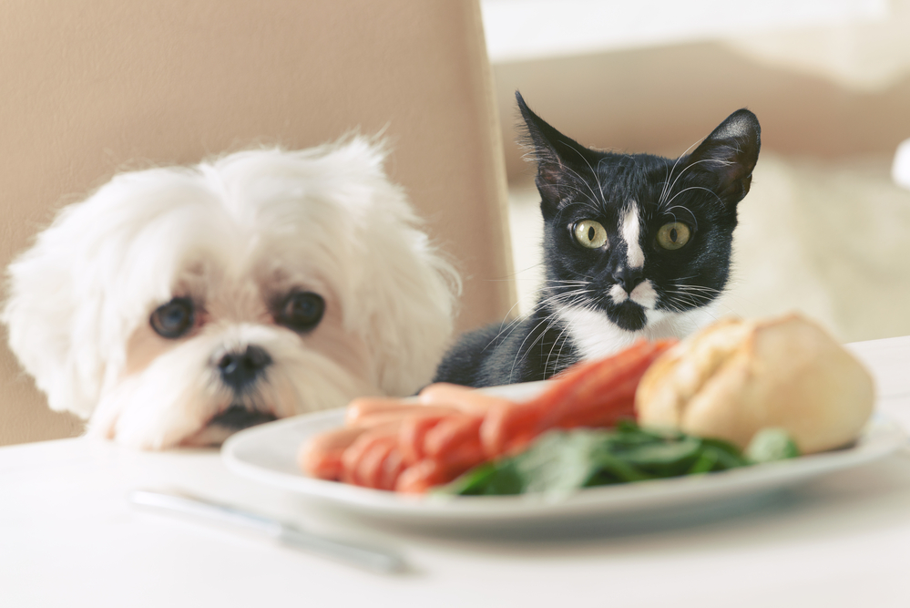 why you should not feed your dog human food