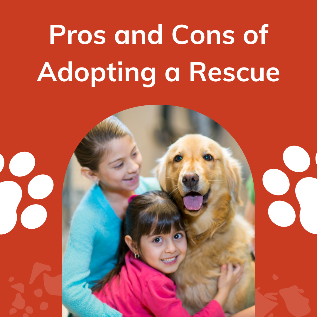 Pros and Cons of Adopting a Rescue