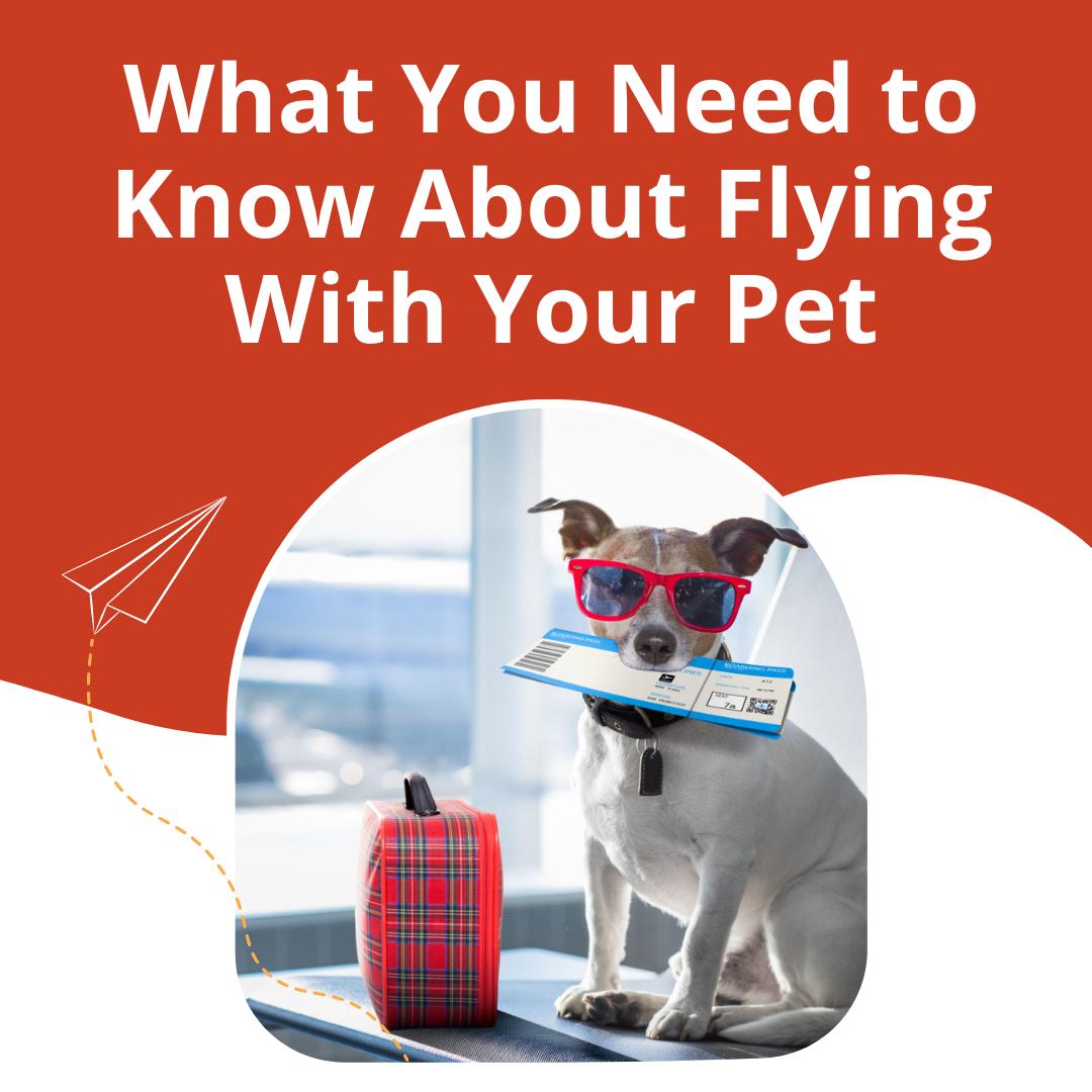 Keep your pet safe and comfortable in the air