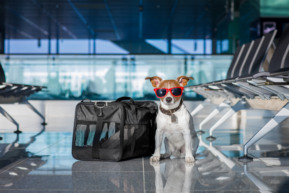 a dog in an airport terminal standing next to a soft pet carrier