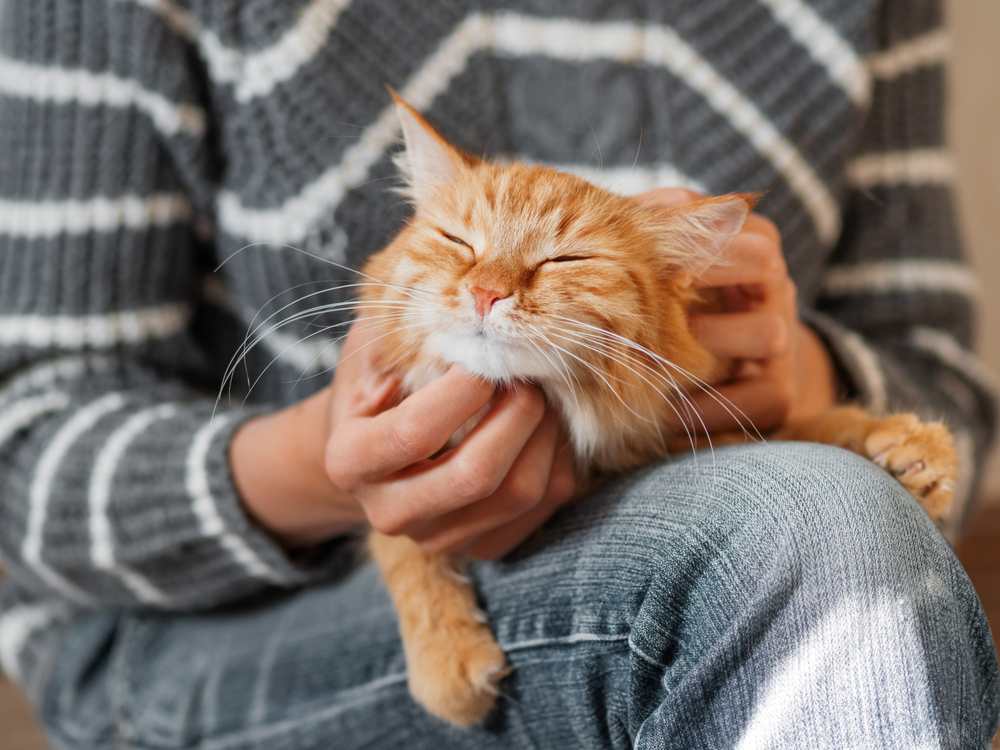 a ginger cat laying on their owner’s lap, purring while being petted