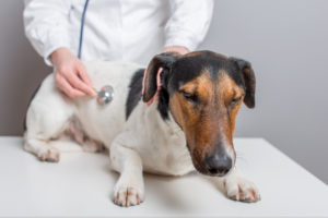 a vet examining a dog on an exam table at a veterinarian’s office